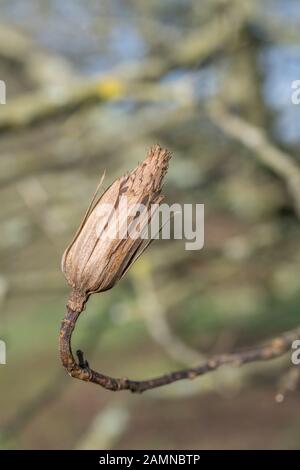 Tête de semence de l'arbre de tulipes / Liriodendron tulipifera (aussi appelé Peuplier de tulipes et Peuplier jaune). Une fois utilisé comme plante médicinale dans les remèdes à base de plantes. Banque D'Images