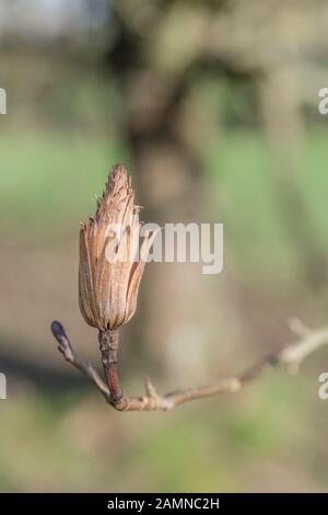 Tête de semence de l'arbre de tulipes / Liriodendron tulipifera (aussi appelé Peuplier de tulipes et Peuplier jaune). Une fois utilisé comme plante médicinale dans les remèdes à base de plantes. Banque D'Images