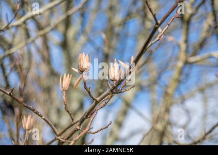 Têtes de graine de Tulip Tree / Liriodendron tulipifera (aussi nommé Tulip Poplar &). Une fois utilisée comme plante médicinale dans les remèdes. Banque D'Images