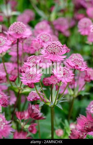 Astrantia major 'Gill Richardson' (Grand Masterwort) Banque D'Images