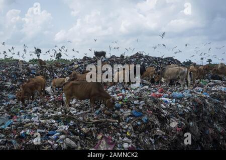 Lhokseumawe, Aceh, Indonésie. 14 janvier 2020. Les vaches et les aigrettes recherchent de la nourriture dans une décharge à Lhokseumawe, province d'Aceh. Le rapport de la Banque mondiale montre qu'environ 105 mille tonnes métriques de déchets municipaux sont produites chaque jour en Indonésie. Ce chiffre devrait augmenter de 150 mille tonnes d'ici 2025. Les déchets municipaux mal gérés entreront dans les voies navigables et deviendront éventuellement un problème pour les océans indonésiens. L'analyse réalisée par la Banque mondiale en 2018 dans 15 villes du centre et de l'ouest de l'Indonésie montre que la composition des déchets municipaux varie, 44% de déchets organiques, 21% de couches, an Banque D'Images