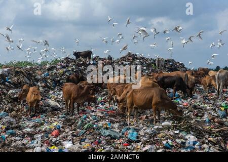 Les vaches et les aigrettes recherchent de la nourriture dans une décharge à Lhokseumawe, province d'Aceh. Le rapport de la Banque mondiale montre qu'environ 105 mille tonnes métriques de déchets municipaux sont produites chaque jour en Indonésie. Ce chiffre devrait augmenter de 150 mille tonnes d'ici 2025. Les déchets municipaux mal gérés entreront dans les voies navigables et deviendront éventuellement un problème pour les océans indonésiens. L'analyse réalisée par la Banque mondiale en 2018 dans 15 villes du centre et de l'ouest de l'Indonésie montre que la composition des déchets municipaux varie, 44 % de déchets organiques, 21 % de couches et 16 % de sacs en plastique. Banque D'Images
