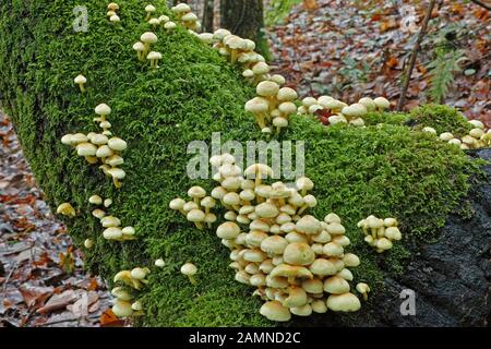 les champignons de soufrés borns sur un tronc recouvert de mousse Banque D'Images