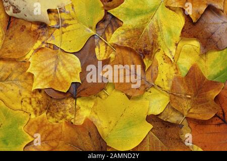 automne, le tapis de feuilles de tulipe est tombé au sol Banque D'Images