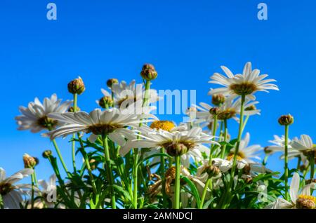 Vue de bas en haut des fleurs de Marguerite. Bellis perennis fleurit avec un fond bleu ciel. Banque D'Images