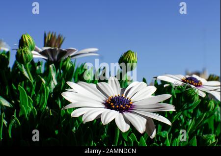 Vue de bas en haut des fleurs de Marguerite d'afrique blanche. Dimorphoteca. Osteospermum. Ciel bleu. Journée ensoleillée. Extérieur. Banque D'Images