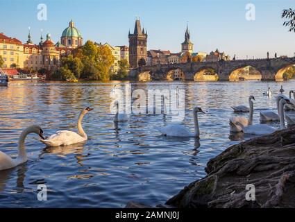 Prague - Le pont Charles et les cygnes sur la rivière Vltava. Banque D'Images