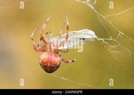 Jardin spider Araneus diadematus Cross, la collecte et l'emballage un papillon blanc dans son site web Banque D'Images