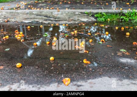 Beaucoup de fruits d'abricot sur terre couleur jaune orange tombé dans la route d'été piscine de la rue flaque après la pluie Banque D'Images