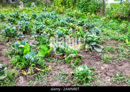 Des rangées de jardin de chou vert à l'extérieur vue sur les plantes qui poussent dans le jardin terre saleté sur la ferme Banque D'Images