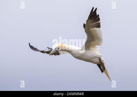 Gros plan sur l'oiseau marin du nord du Royaume-Uni (Morus bassanus) isolé en vol en milieu d'air. Gannet volant en hauteur libre dans le ciel, les ailes se sont étendues soulevées prêt à plonger. Banque D'Images