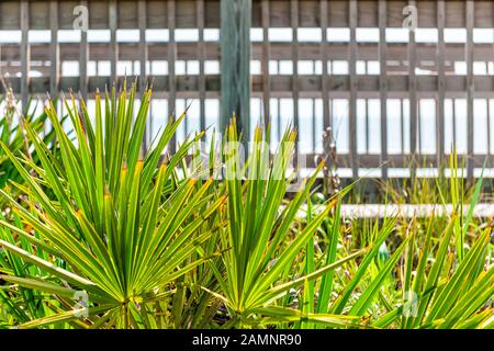 Réserve de la rivière à la mer, Marineland, plage du nord de la Floride par St Augustine avec des plantes et une promenade en bois le jour ensoleillé Banque D'Images