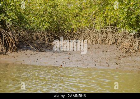 Gambie les mangroves. Dans les palétuviers, vert forêt. Gambie. Banque D'Images