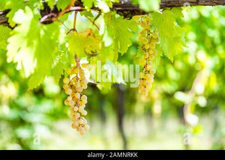 Vin blanc vert ou jaune raisins Grechetto accrochant des grappes de botte de vigne à Assise Ombrie, Italie vignoble et vigne Banque D'Images