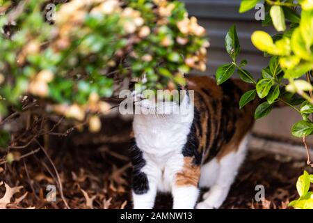 Calico chat dehors dans le jardin vert sous buissons curieux chasse sur le porche ou devant ou arrière cour de la maison avec la voie d'évitement de mur de maison Banque D'Images