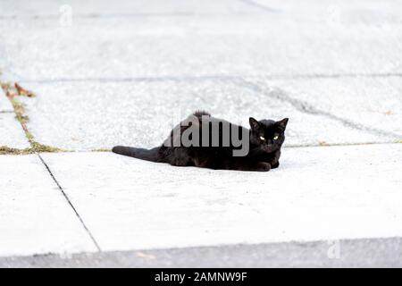 Chat noir errant avec des yeux verts allongé sur la rue de l'allée de trottoir à Sarasota, en Floride Banque D'Images