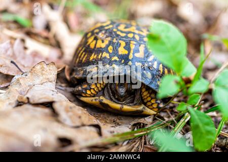 Gros plan macro vue sur la jolie petite tortue en bois se cachant dans la coquille avec le visage de tête dans la forêt de jardin de Virginie Banque D'Images