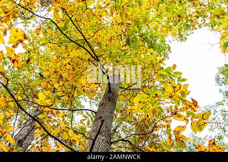 Virginia jaune feuillage d'automne sur arbre de pécan basse vue vers le haut dans le comté de Fairfax feuillage coloré dans le nord de va avec des feuilles isolées contre Banque D'Images