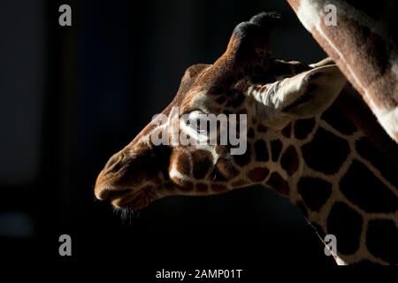 Giraffe réticulée (Giraffa camelopardalis reticulata) CAPTIVE Banque D'Images