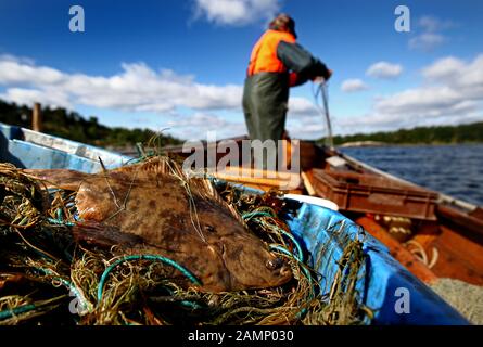 Harstena, Suède 2012Les pêcheurs pêchant le poisson plat ou le flet, la plie européenne (Platichthys flesus), sur Harstena dans l'archipel Östergötland. Photo Jeppe Gustafsson Banque D'Images