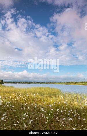 Tôt Le Matin De Juillet Au Lough Boora Discovery Park, Offaly, Irlande. Banque D'Images