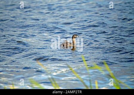 Une promenade à pied À Bec de Grebe sur le dos de la mère. Le grèbe à bec pied (Podilymbus podiceps) est une espèce de la famille des oiseaux d'eau plus verts. Banque D'Images