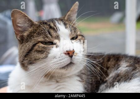 Portrait d'un curieux tigerstriped chat gris et blanc dans la chambre Banque D'Images