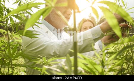 Des chercheurs professionnels travaillant dans un domaine du chanvre, ils vérifient les plantes, la médecine alternative et le concept de cannabis Banque D'Images