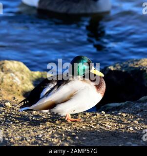 Mâle adulte,canard colvert, Anas platyrhynchos,pont,Cygnes nature reserve, à l'ouest hallam,la firme Ilkeston, Nottingham, Angleterre, Royaume-Uni Banque D'Images