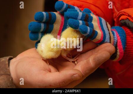 Caille de bébé dans les petites mains de bébé Banque D'Images