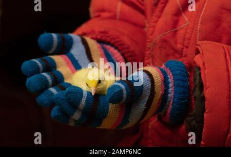 Caille de bébé dans les petites mains de bébé Banque D'Images