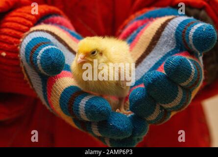 Caille de bébé dans les petites mains de bébé Banque D'Images