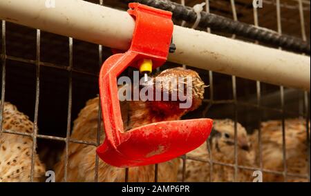 Les jeunes cailles dans des cages d'engraissement sur une caille farm Banque D'Images