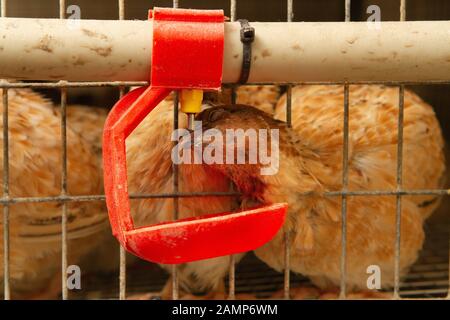 Les jeunes cailles dans des cages d'engraissement sur une caille farm Banque D'Images