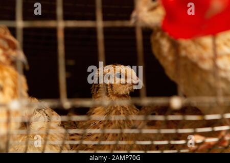 Les jeunes cailles dans des cages d'engraissement sur une caille farm Banque D'Images