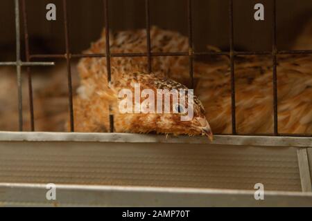 Les jeunes cailles dans des cages d'engraissement sur une caille farm Banque D'Images