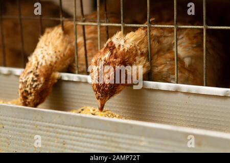 Les jeunes cailles dans des cages d'engraissement sur une caille farm Banque D'Images