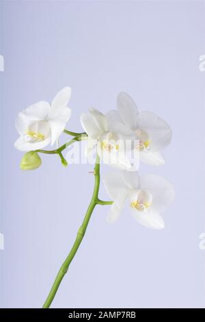 Les fleurs d'une orchidée Phalaenopsis blanche en fleur. Banque D'Images