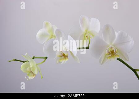 Les fleurs d'une orchidée Phalaenopsis blanche en fleur. Banque D'Images