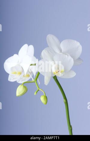 Les fleurs d'une orchidée Phalaenopsis blanche en fleur. Banque D'Images