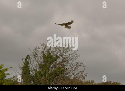 Kestrel, Falco tinnunculus, planant sur le bord des arbres à Cuckmere Haven, East Sussex, Angleterre Banque D'Images