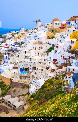 L'île de Santorin, Grèce, Oia village avec moulin et maisons colorées avec fleurs de printemps Banque D'Images