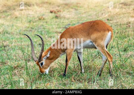 Le lechwe mâle (Kobus lechwe) pacage dans la Réserve de jeux de Moremi, dans le delta d'Okavango, au Botswana, en Afrique australe Banque D'Images