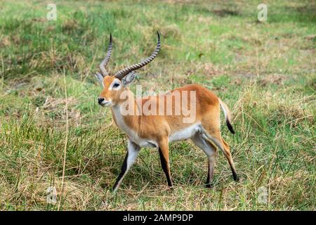 Le lechwe mâle (Kobus lechwe) pacage dans la Réserve de jeux de Moremi, dans le delta d'Okavango, au Botswana, en Afrique australe Banque D'Images