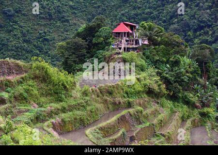 Terrasses de riz des Philippines - culture de riz dans le village de Badad (région de Banaue). Asie Du Sud-Est. Banque D'Images