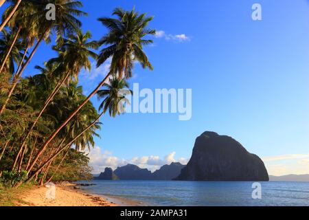 Se penchant palmiers de Las Cabanas beach à El Nido, l'île de Palawan, Philippines. Banque D'Images