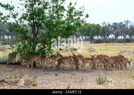 Troupeau de jeunes hommes et femmes impala (Aepyceros melampus) dans les prairies de la Réserve de jeux de Moremi, dans le delta d'Okavango, au Botswana, en Afrique australe Banque D'Images