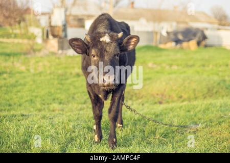 Un taureau noir sur une laisse broute sur un pré vert dans le village. Banque D'Images