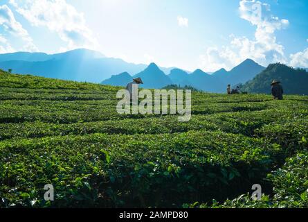 Cueillette du thé dans les agriculteurs de Lai Chau, Vietnam Banque D'Images
