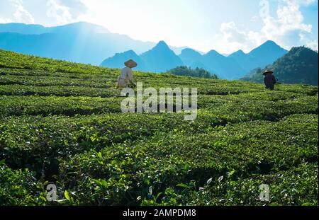 Cueillette du thé dans les agriculteurs de Lai Chau, Vietnam Banque D'Images